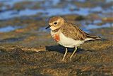 Double-banded Ploverborder=